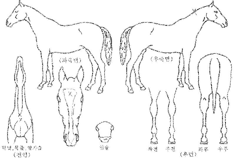 �����ִ¼��� ����,���,�޸�,�λ�,�ٸ��� Ư¡����