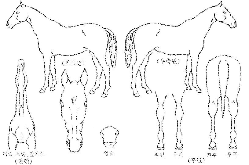 ÇǽºÅõ¾îÀÇ Ãø¸é,¿ì¸é,µÞ¸é,µÎ»ó,´Ù¸®ÀÇ Æ¯Â¡µµÇØ