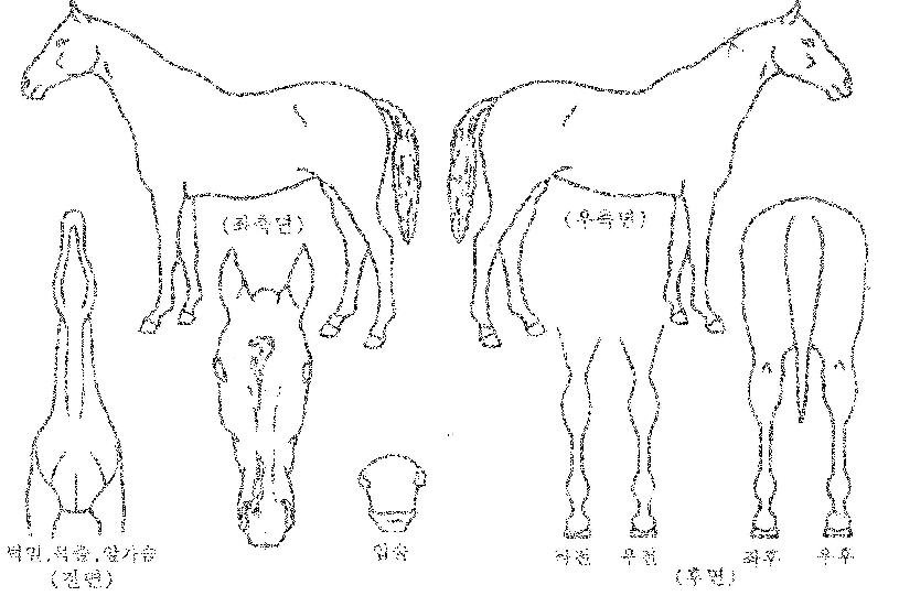 µ¿Çؼ±ÀÚ¸¶ÀÇ Ãø¸é,¿ì¸é,µÞ¸é,µÎ»ó,´Ù¸®ÀÇ Æ¯Â¡µµÇØ