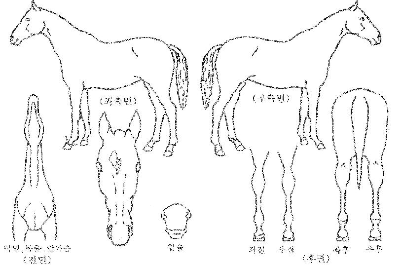 ½º¸¶Æ®´í¼ÀÇ Ãø¸é,¿ì¸é,µÞ¸é,µÎ»ó,´Ù¸®ÀÇ Æ¯Â¡µµÇØ