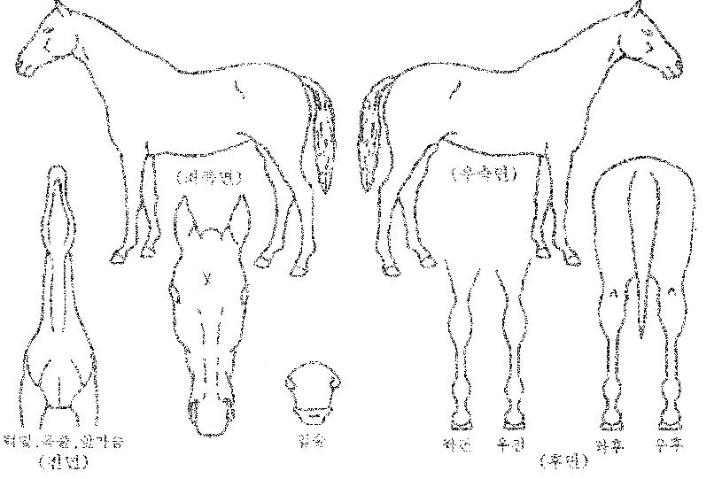 µô·¯½ºµå¸²ÀÚ¸¶ÀÇ Ãø¸é,¿ì¸é,µÞ¸é,µÎ»ó,´Ù¸®ÀÇ Æ¯Â¡µµÇØ