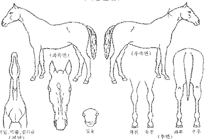 µå·¹½ºÅõÀÓÇÁ·¹½ºÀÚ¸¶ÀÇ Ãø¸é,¿ì¸é,µÞ¸é,µÎ»ó,´Ù¸®ÀÇ Æ¯Â¡µµÇØ