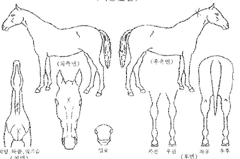 ÆÛ½ÃÇÈäƮÀÚ¸¶ÀÇ Ãø¸é,¿ì¸é,µÞ¸é,µÎ»ó,´Ù¸®ÀÇ Æ¯Â¡µµÇØ