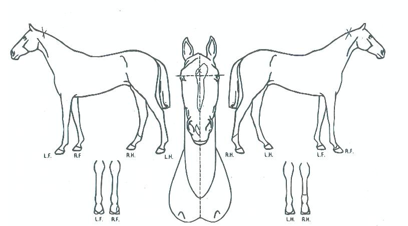 ºñµåŸ¿îÀÇ Ãø¸é,¿ì¸é,µÞ¸é,µÎ»ó,´Ù¸®ÀÇ Æ¯Â¡µµÇØ