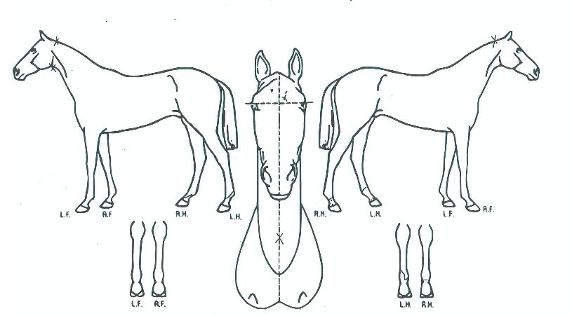 ��������� ����,���,�޸�,�λ�,�ٸ��� Ư¡����