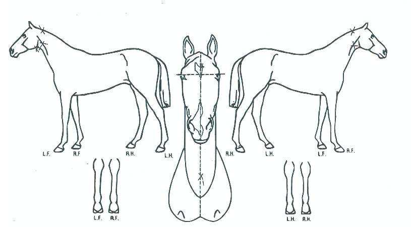 �Ｚ������ ����,���,�޸�,�λ�,�ٸ��� Ư¡����