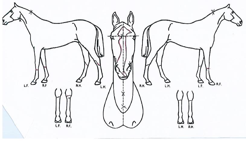 û´ã´ë·ÎÀÇ Ãø¸é,¿ì¸é,µÞ¸é,µÎ»ó,´Ù¸®ÀÇ Æ¯Â¡µµÇØ