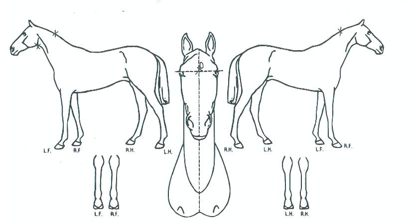 ���ֺ����� ����,���,�޸�,�λ�,�ٸ��� Ư¡����