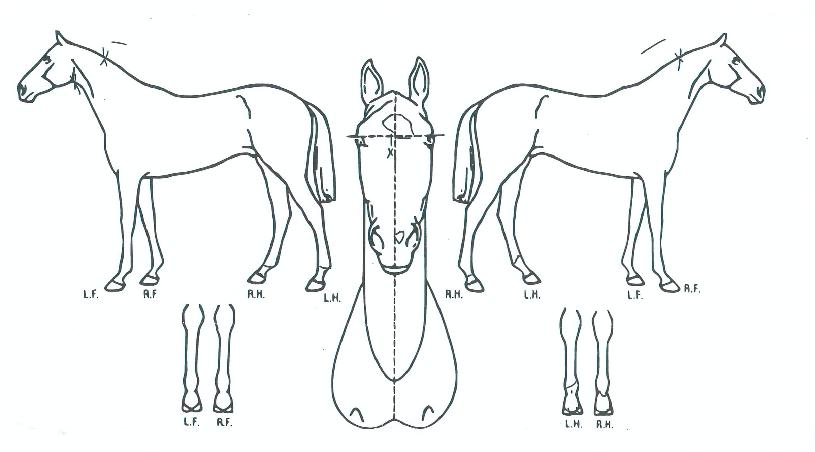 ���������Ĵ��� ����,���,�޸�,�λ�,�ٸ��� Ư¡����