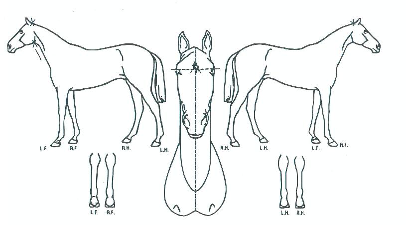 ������������ ����,���,�޸�,�λ�,�ٸ��� Ư¡����