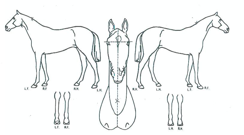 ¹Ý¾ßµ¿ÇàÀÇ Ãø¸é,¿ì¸é,µÞ¸é,µÎ»ó,´Ù¸®ÀÇ Æ¯Â¡µµÇØ