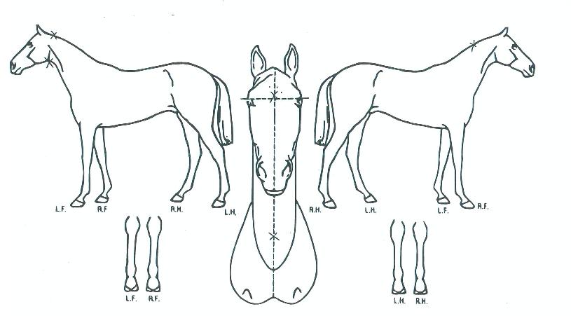 �Ӻ������� ����,���,�޸�,�λ�,�ٸ��� Ư¡����