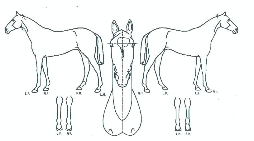 ¿ÃÆ÷ºñÅõºñÀÇ Ãø¸é,¿ì¸é,µÞ¸é,µÎ»ó,´Ù¸®ÀÇ Æ¯Â¡µµÇØ