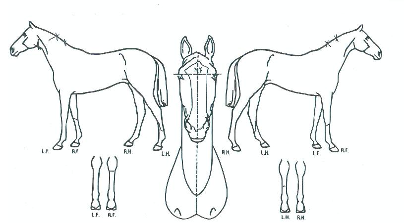 ÀåºñÇà¿îÀÇ Ãø¸é,¿ì¸é,µÞ¸é,µÎ»ó,´Ù¸®ÀÇ Æ¯Â¡µµÇØ