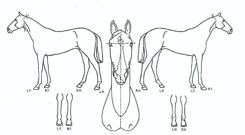 Ä«µð³Îºí·¢ÀÇ Ãø¸é,¿ì¸é,µÞ¸é,µÎ»ó,´Ù¸®ÀÇ Æ¯Â¡µµÇØ