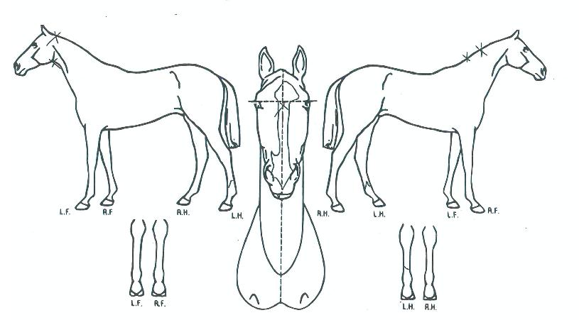 �ӽ��ʽ�Ʈ���� ����,���,�޸�,�λ�,�ٸ��� Ư¡����