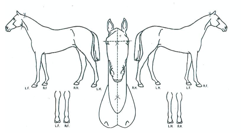 Æä³ªÄÚ¹ÙÀÇ Ãø¸é,¿ì¸é,µÞ¸é,µÎ»ó,´Ù¸®ÀÇ Æ¯Â¡µµÇØ