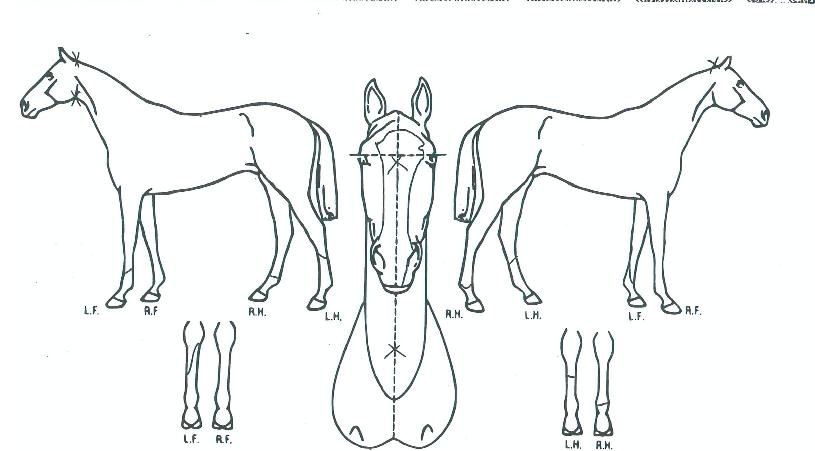 ½ºÇ¬¸®¹öÀÇ Ãø¸é,¿ì¸é,µÞ¸é,µÎ»ó,´Ù¸®ÀÇ Æ¯Â¡µµÇØ