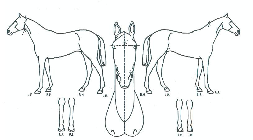 ŷ��������� ����,���,�޸�,�λ�,�ٸ��� Ư¡����