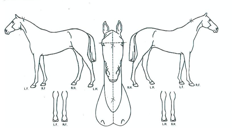 �ƶ�ġġ�� ����,���,�޸�,�λ�,�ٸ��� Ư¡����