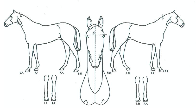 �����̱��� ����,���,�޸�,�λ�,�ٸ��� Ư¡����