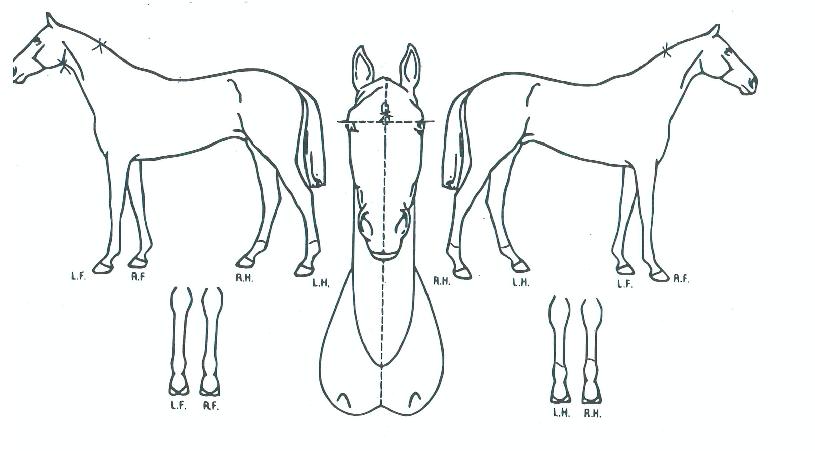 ´ÙÀ̾ƻ轺ÀÇ Ãø¸é,¿ì¸é,µÞ¸é,µÎ»ó,´Ù¸®ÀÇ Æ¯Â¡µµÇØ