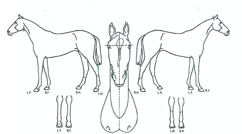 ¼¿ïÅÊÅ©ÀÇ Ãø¸é,¿ì¸é,µÞ¸é,µÎ»ó,´Ù¸®ÀÇ Æ¯Â¡µµÇØ