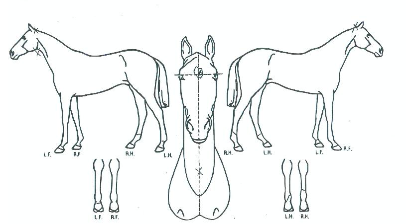 ¾î¿ï´õ¿ïÀÇ Ãø¸é,¿ì¸é,µÞ¸é,µÎ»ó,´Ù¸®ÀÇ Æ¯Â¡µµÇØ