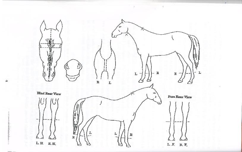 Ű¸ó¾Æ¹ß·ÐÀÇ Ãø¸é,¿ì¸é,µÞ¸é,µÎ»ó,´Ù¸®ÀÇ Æ¯Â¡µµÇØ