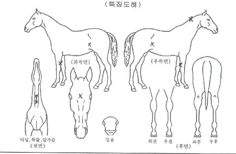 ºòÅ丮¼¼ºìÀÇ Ãø¸é,¿ì¸é,µÞ¸é,µÎ»ó,´Ù¸®ÀÇ Æ¯Â¡µµÇØ