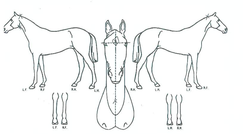 Ŭ����������� ����,���,�޸�,�λ�,�ٸ��� Ư¡����