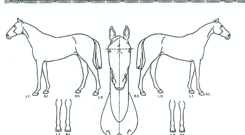 ½ÃÄ«°í¾ÆÆ®ÀÇ Ãø¸é,¿ì¸é,µÞ¸é,µÎ»ó,´Ù¸®ÀÇ Æ¯Â¡µµÇØ