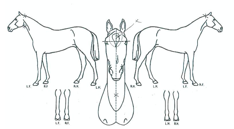 ¾Æ¸§´Ù¿î½Ã°£ÀÇ Ãø¸é,¿ì¸é,µÞ¸é,µÎ»ó,´Ù¸®ÀÇ Æ¯Â¡µµÇØ