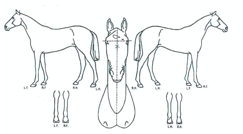 ´ÙºñÄÑÀÇ Ãø¸é,¿ì¸é,µÞ¸é,µÎ»ó,´Ù¸®ÀÇ Æ¯Â¡µµÇØ