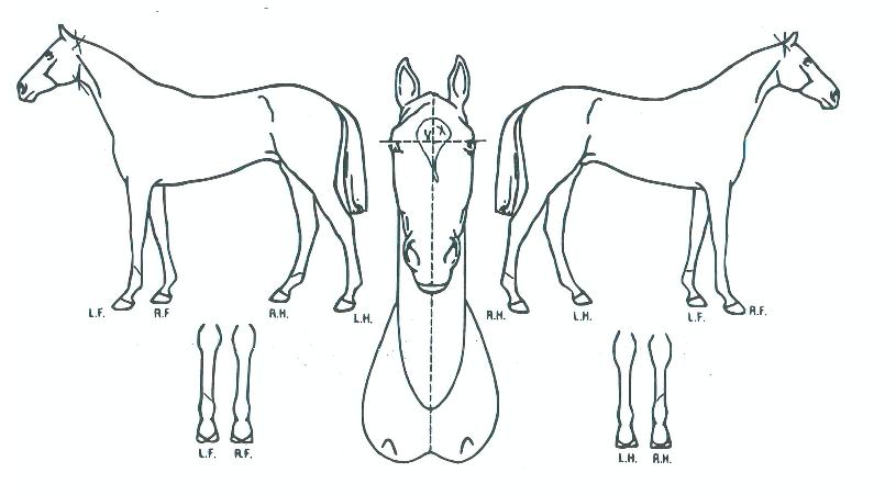 ºêÀÌÄÀÇ Ãø¸é,¿ì¸é,µÞ¸é,µÎ»ó,´Ù¸®ÀÇ Æ¯Â¡µµÇØ