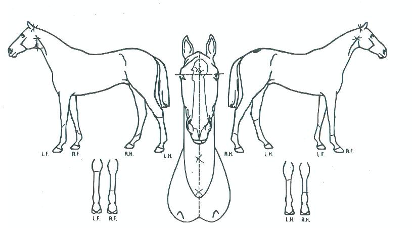 ·¹µðÅõ¹ö½ºÆ®¾Æ¿ôÀÇ Ãø¸é,¿ì¸é,µÞ¸é,µÎ»ó,´Ù¸®ÀÇ Æ¯Â¡µµÇØ