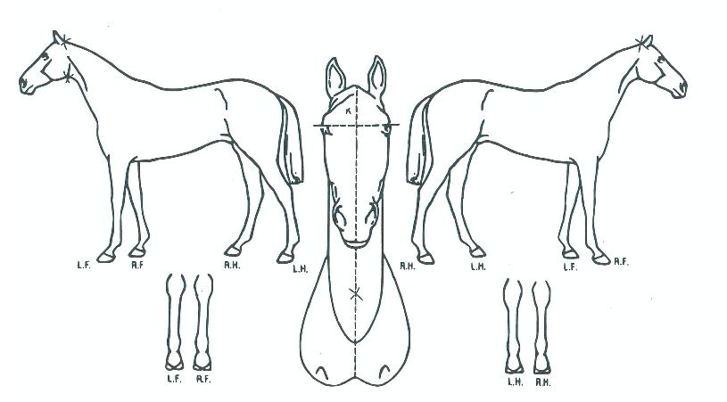 ´º½ÃŸµ¨ÀÇ Ãø¸é,¿ì¸é,µÞ¸é,µÎ»ó,´Ù¸®ÀÇ Æ¯Â¡µµÇØ