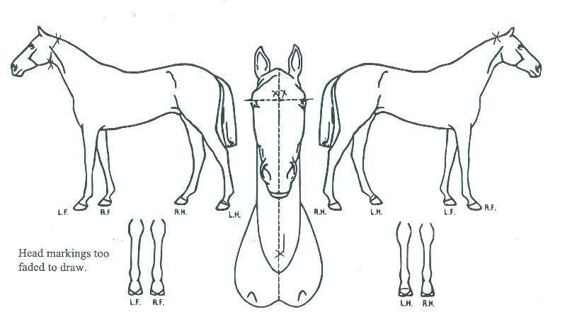 ��Ŀ������� ����,���,�޸�,�λ�,�ٸ��� Ư¡����