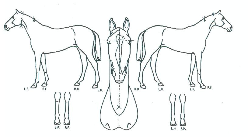 ÀᤳëÀÇ Ãø¸é,¿ì¸é,µÞ¸é,µÎ»ó,´Ù¸®ÀÇ Æ¯Â¡µµÇØ