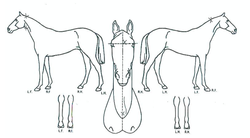 ¸¶ÀÌèÇÁÀÇ Ãø¸é,¿ì¸é,µÞ¸é,µÎ»ó,´Ù¸®ÀÇ Æ¯Â¡µµÇØ