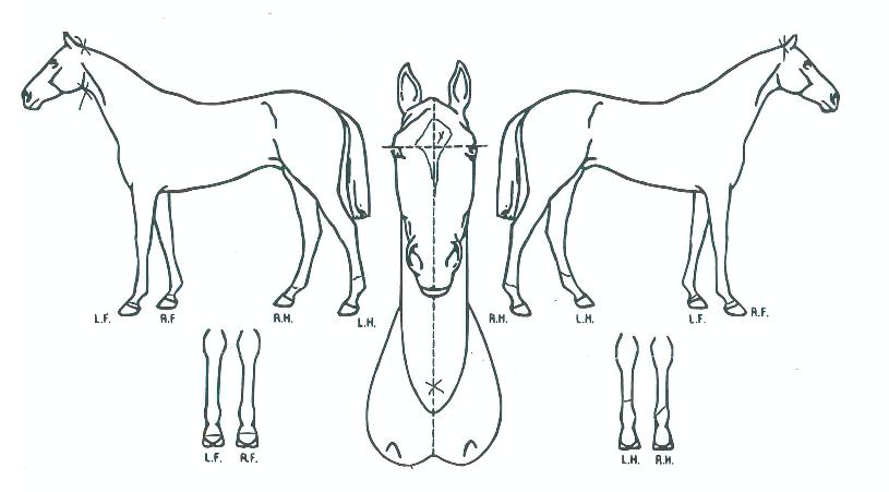 ¾ðÁ¦³ªÁ¤»óÀÇ Ãø¸é,¿ì¸é,µÞ¸é,µÎ»ó,´Ù¸®ÀÇ Æ¯Â¡µµÇØ