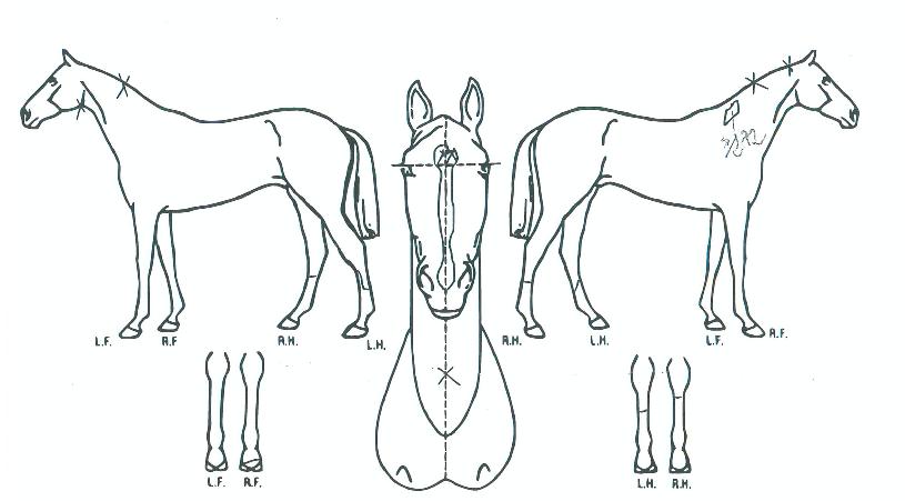 ��ũ���� ����,���,�޸�,�λ�,�ٸ��� Ư¡����