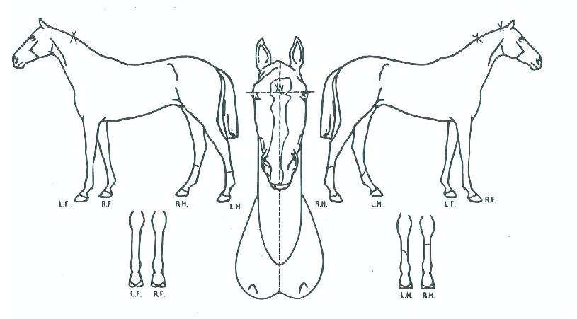 �ܸ��� ����,���,�޸�,�λ�,�ٸ��� Ư¡����