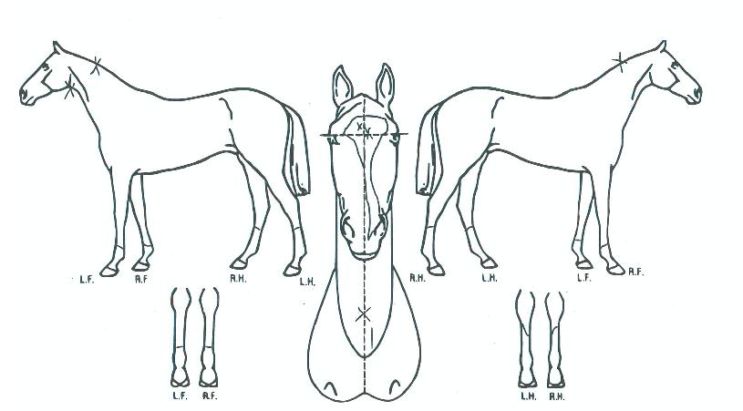 °¡¸é¹«µµÈ¸ÀÇ Ãø¸é,¿ì¸é,µÞ¸é,µÎ»ó,´Ù¸®ÀÇ Æ¯Â¡µµÇØ