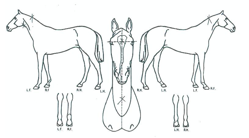 �ٶ�е����� ����,���,�޸�,�λ�,�ٸ��� Ư¡����