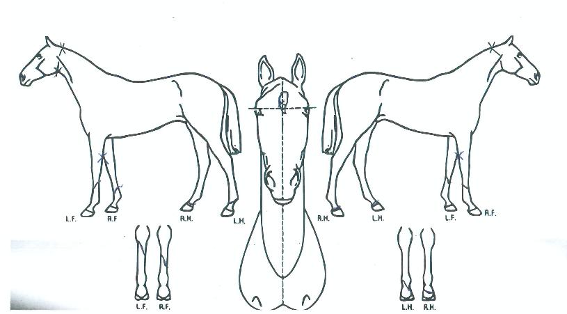 ƼÁî±Û¸®ÀÇ Ãø¸é,¿ì¸é,µÞ¸é,µÎ»ó,´Ù¸®ÀÇ Æ¯Â¡µµÇØ