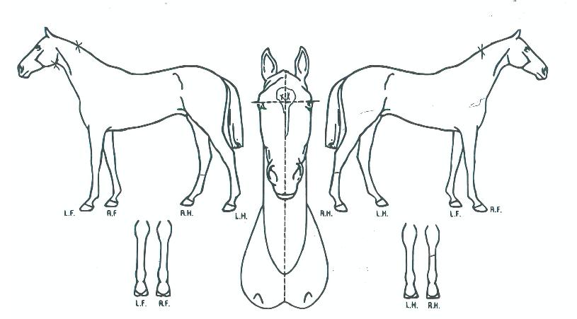 ¾Ë¹öÅõ½ºÅ©¶ó¿îÀÇ Ãø¸é,¿ì¸é,µÞ¸é,µÎ»ó,´Ù¸®ÀÇ Æ¯Â¡µµÇØ