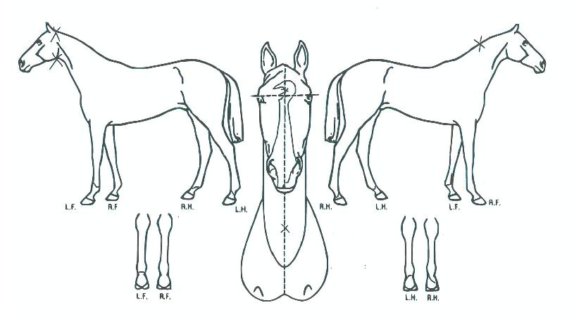 ����Ư���� ����,���,�޸�,�λ�,�ٸ��� Ư¡����