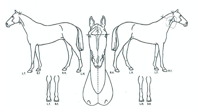 ¿Ã´ñ½ºÇǵåÀÇ Ãø¸é,¿ì¸é,µÞ¸é,µÎ»ó,´Ù¸®ÀÇ Æ¯Â¡µµÇØ