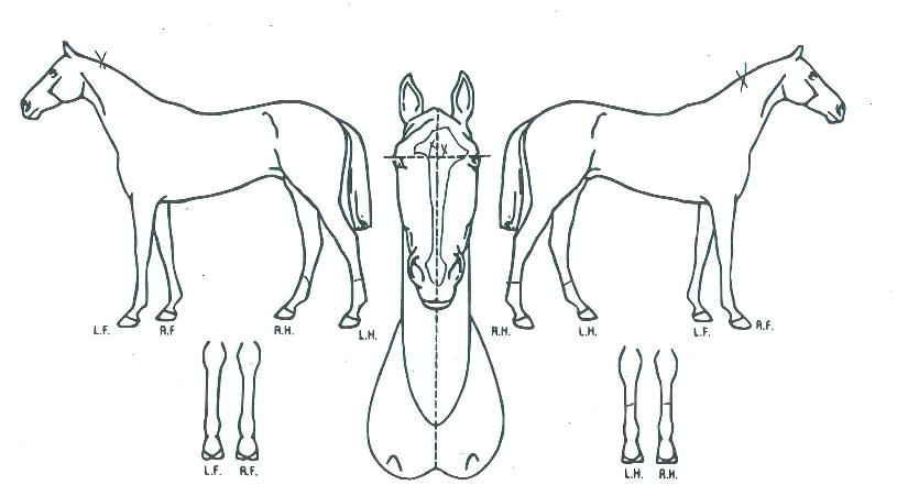 ³ÃÊÀǰíÇâÀÇ Ãø¸é,¿ì¸é,µÞ¸é,µÎ»ó,´Ù¸®ÀÇ Æ¯Â¡µµÇØ